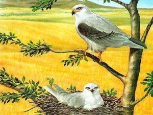 Wildlife Jigsaw Puzzle